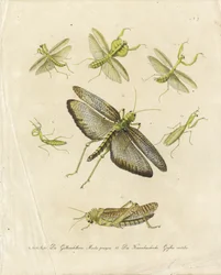 Praying Mantises and Grasshoppers