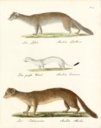 Sable, Stoat and Pine Marten