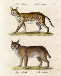 Serval and Lynx