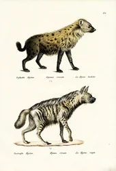 Spotted Hyaena, 1824