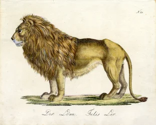The Lion
