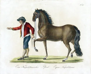 The Neapolitan Horse