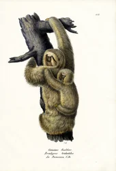 Three-Toed Sloth, 1824