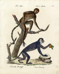 Tufted Capuchin and Red Howler Monkey