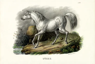 Turkish Horse, 1824