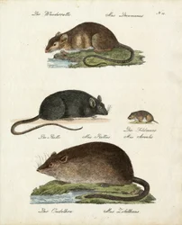 Various Types of Rats