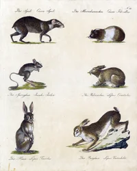 Various Types of Small Mammals