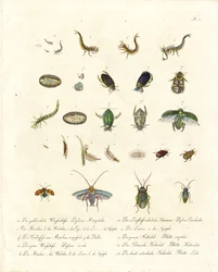 Water Beetles and Various Insect Developmental Stages