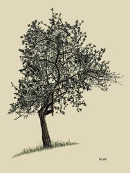 Deciduous Tree