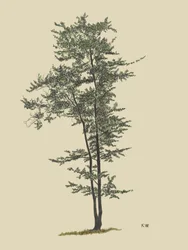 Deciduous Tree