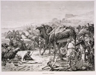 Shearing Camels
