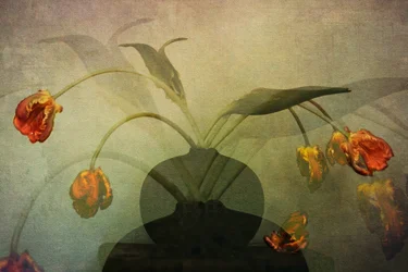 Faded Tulips Still Life