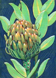 Vibrant Protea Flower
