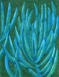 Vibrant Teal Succulents