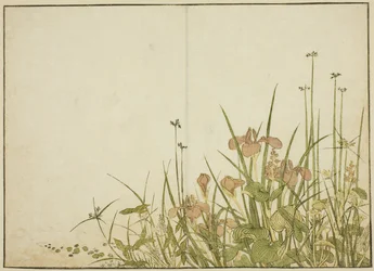 Summer Flowers: Irises and Water Plantains, from the book 