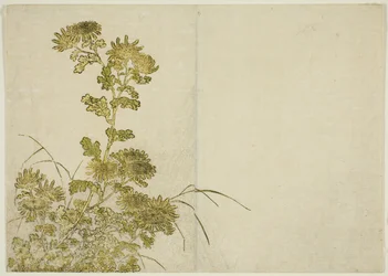 Winter Flowers: Chrysanthemums, from the book "Mirror of Beautiful Women of the Pleasure Quarters," vol. 1