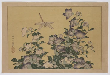 Bellflower and Dragonfly