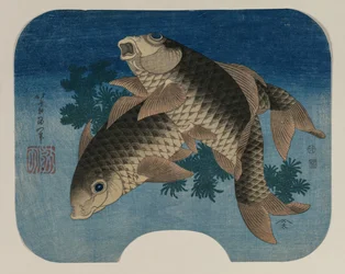 Carp Swimming by Water Weeds, 1831