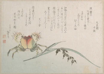 Crab and Rice Plant