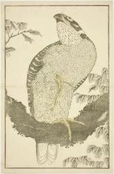Hawk, from The Picture Book of Realistic Paintings of Hokusai