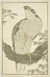 Hawk, from The Picture Book of Realistic Paintings of Hokusai (Hokusai shashin gafu)