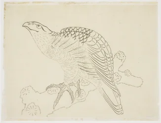 Hawk on a Branch (study)