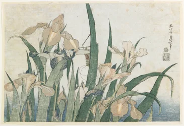 Iris Flowers and Grasshopper