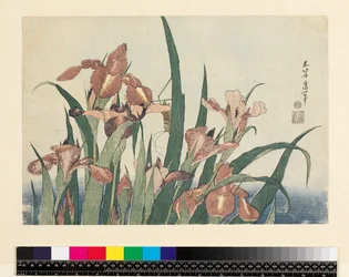 Irises and Grasshopper
