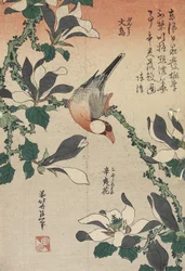 Java Sparrow and Magnolia, c. 1832