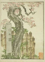 Komachi Cherry Tree, from the illustrated book 