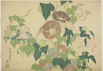 Morning Glories and Tree-frog, from an untitled series of Large Flowers