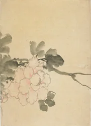 Peony, late 18th-early 19th century