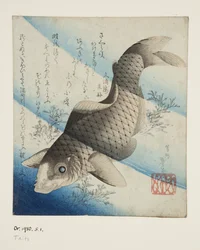 Carp in Water