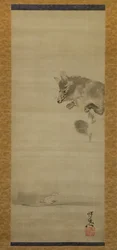 Tanuki Racoon Dog Viewing Its Reflection in Water