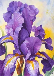 Vibrant Purple Iris