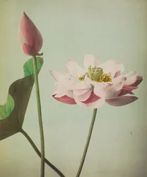 Lotus, 1896