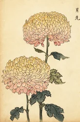 Hybrid gold and pink pompon chrysanthemum (engraving)