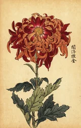 Hybrid orange and crimson chrysanthemum (1893)