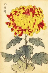 Hybrid Scarlet and Yellow Chrysanthemum (engraving)