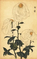 Hybrid white chrysanthemum (1893)