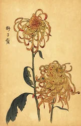 Hybrid yellow and orange spider chrysanthemum (1893)