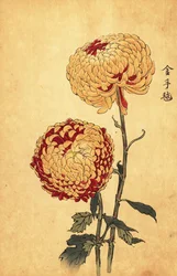 Hybrid Yellow and Scarlet Pompon Chrysanthemum