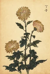 Hybrid Yellow Chrysanthemum (1893)