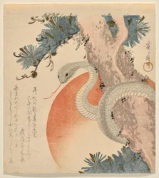 Snake Coiled around a Pine Tree before the Rising Sun