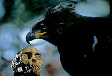 2.5 million years old, The Taung child skull with the image of a modern African crowned eagle