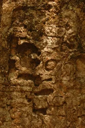 Oxpemul; Maya; Ancient Cultures; Mayan; Mexico; Maya Biosphere Reserve
