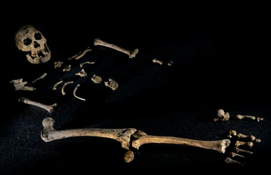 Four foot seven inch tall composite skeleton from individuals found at Dmanisi, 2008