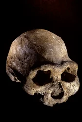 Homo erectus skull, toothless, Dmanisi, Georgia Homo Erectus site