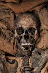 Mummy of King Tut