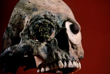 Skull with Filed Teeth, Aztec, Mexico, Templo Mayor, 2010